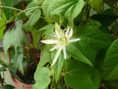 Mučenka (Passiflora) - vše o mučenkách
