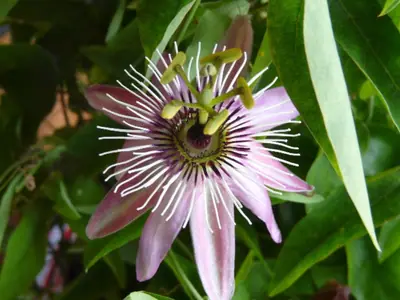 Mučenka (Passiflora) - vše o mučenkách