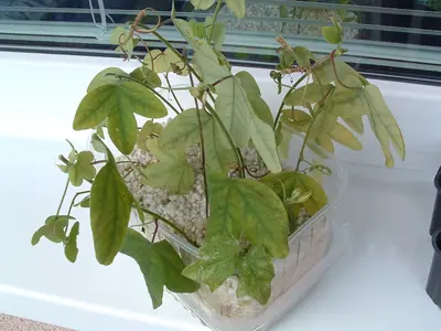 Mučenka (Passiflora) - vše o mučenkách