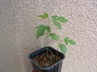 Mučenka (Passiflora) - vše o mučenkách