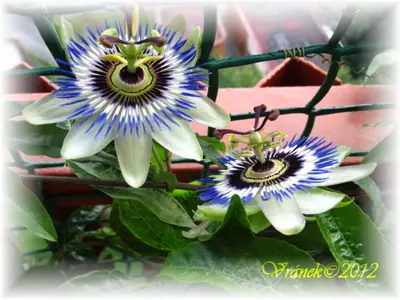 Mučenka (Passiflora) - vše o mučenkách