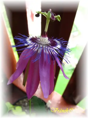 Mučenka (Passiflora) - vše o mučenkách