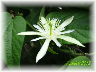 Mučenka (Passiflora) - vše o mučenkách