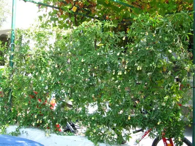 Mučenka (Passiflora) - vše o mučenkách