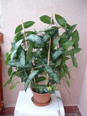 Mučenka (Passiflora) - vše o mučenkách