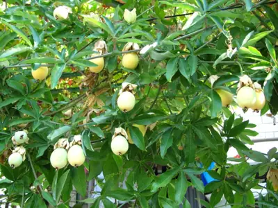 Mučenka (Passiflora) - vše o mučenkách