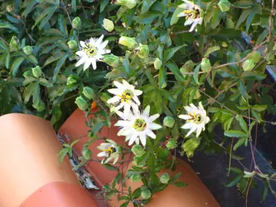 Mučenka (Passiflora) - vše o mučenkách