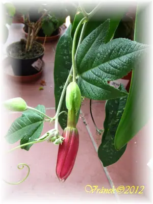 Mučenka (Passiflora) - vše o mučenkách