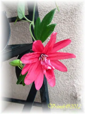 Mučenka (Passiflora) - vše o mučenkách