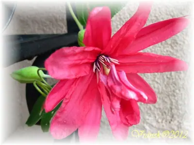 Mučenka (Passiflora) - vše o mučenkách