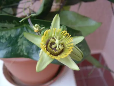 Mučenka (Passiflora) - vše o mučenkách