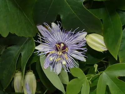 Mučenka (Passiflora) - vše o mučenkách