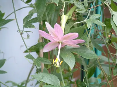 Mučenka (Passiflora) - vše o mučenkách