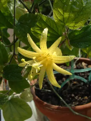Mučenka (Passiflora) - vše o mučenkách