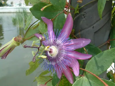 Mučenka (Passiflora) - vše o mučenkách