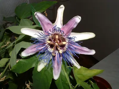 Mučenka (Passiflora) - vše o mučenkách