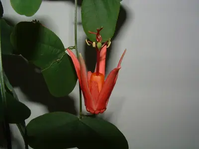 Mučenka (Passiflora) - vše o mučenkách