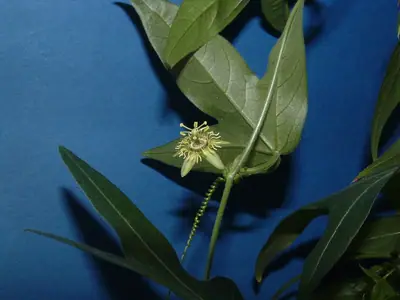 Mučenka (Passiflora) - vše o mučenkách