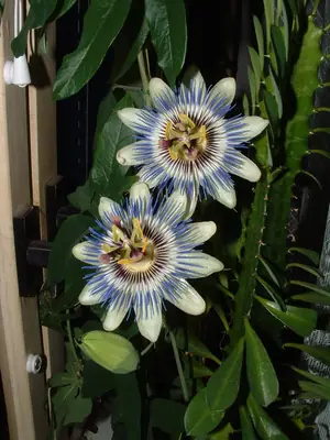 Mučenka (Passiflora) - vše o mučenkách