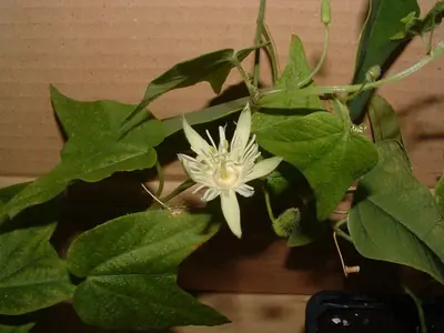 Mučenka (Passiflora) - vše o mučenkách
