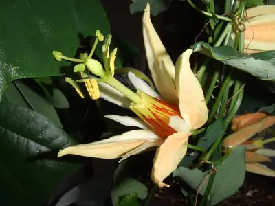 Mučenka (Passiflora) - vše o mučenkách