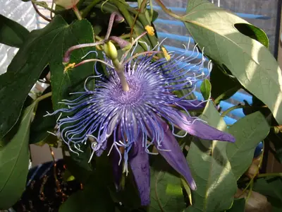 Mučenka (Passiflora) - vše o mučenkách
