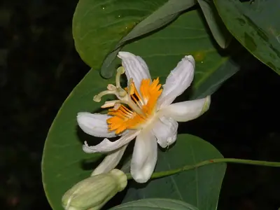 Mučenka (Passiflora) - vše o mučenkách