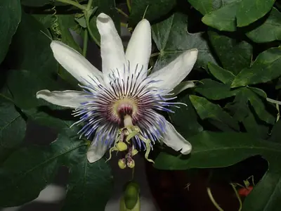 Mučenka (Passiflora) - vše o mučenkách