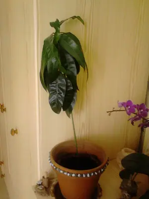Mango - pěstování