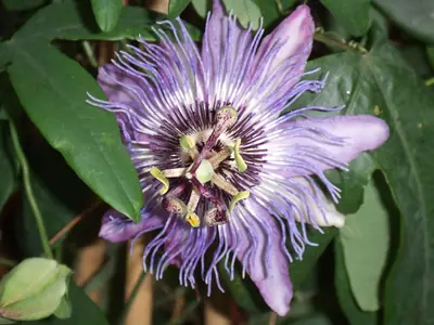 Mučenka (Passiflora) - vše o mučenkách