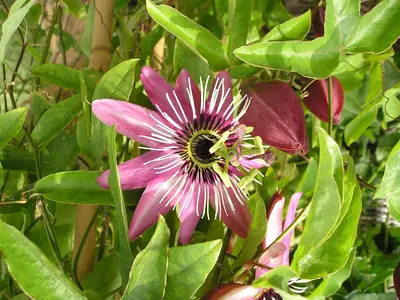 Mučenka (Passiflora) - vše o mučenkách