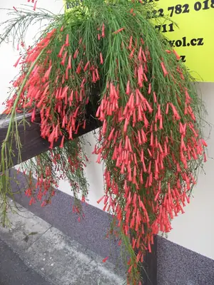 Russelia eguisetiformis
