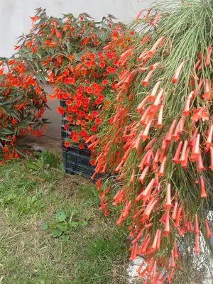 Russelia eguisetiformis