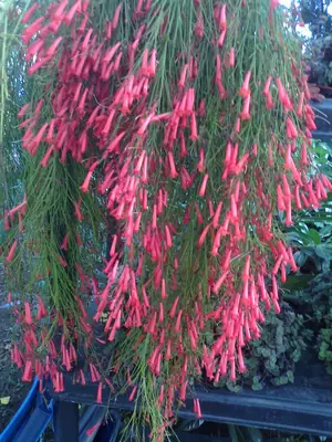 Russelia eguisetiformis
