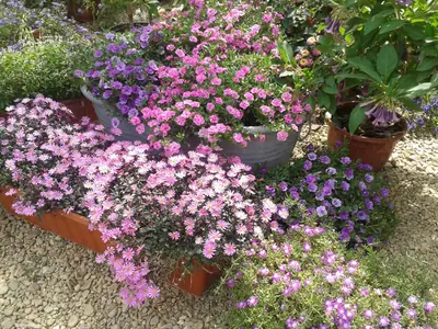 Calibrachoa MiniFamous
