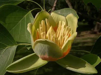 Liliovník tulipánokvětý