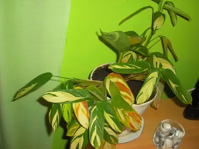 Maranta a její schnutí
