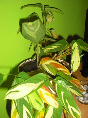 Maranta a její schnutí