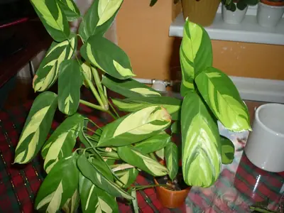 Maranta a její schnutí