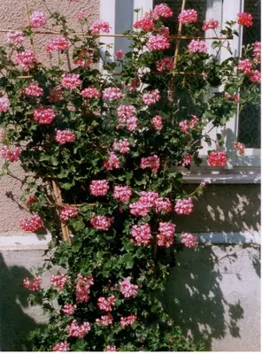 Muškát