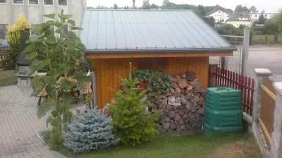 Slunečnice