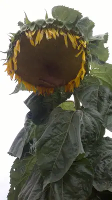 Slunečnice