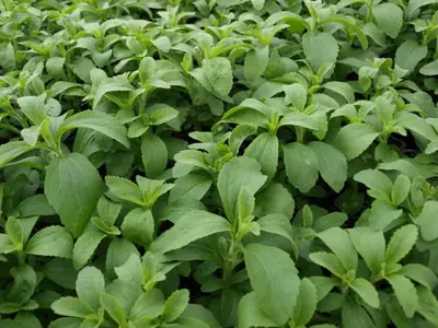Rostlinka Stevia rebaudiana