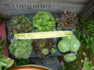 Netřesk – pěstování, fotky