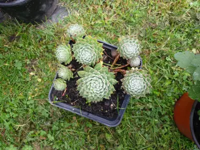 Netřesk – pěstování, fotky