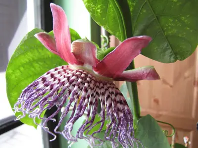 Mučenka (Passiflora) - vše o mučenkách