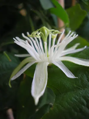 Mučenka (Passiflora) - vše o mučenkách