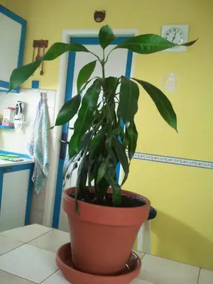 Mango - pěstování