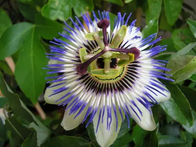 Mučenka (Passiflora) - vše o mučenkách