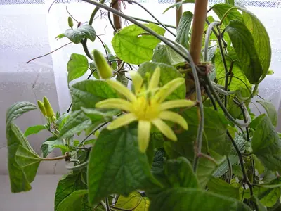 Mučenka (Passiflora) - vše o mučenkách